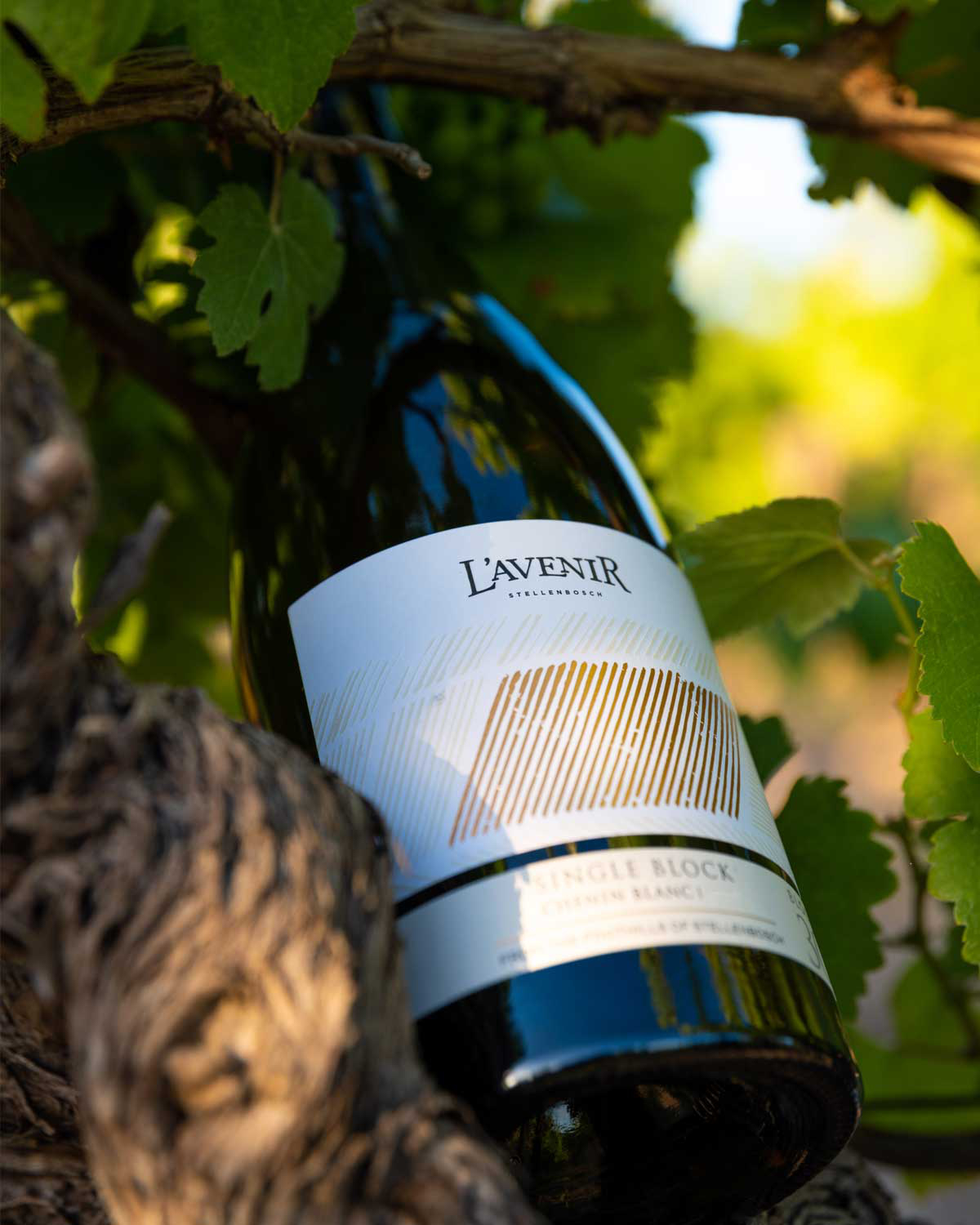 L'AVENIR – Boutique Pinotage & Chenin Estate | CAPREO